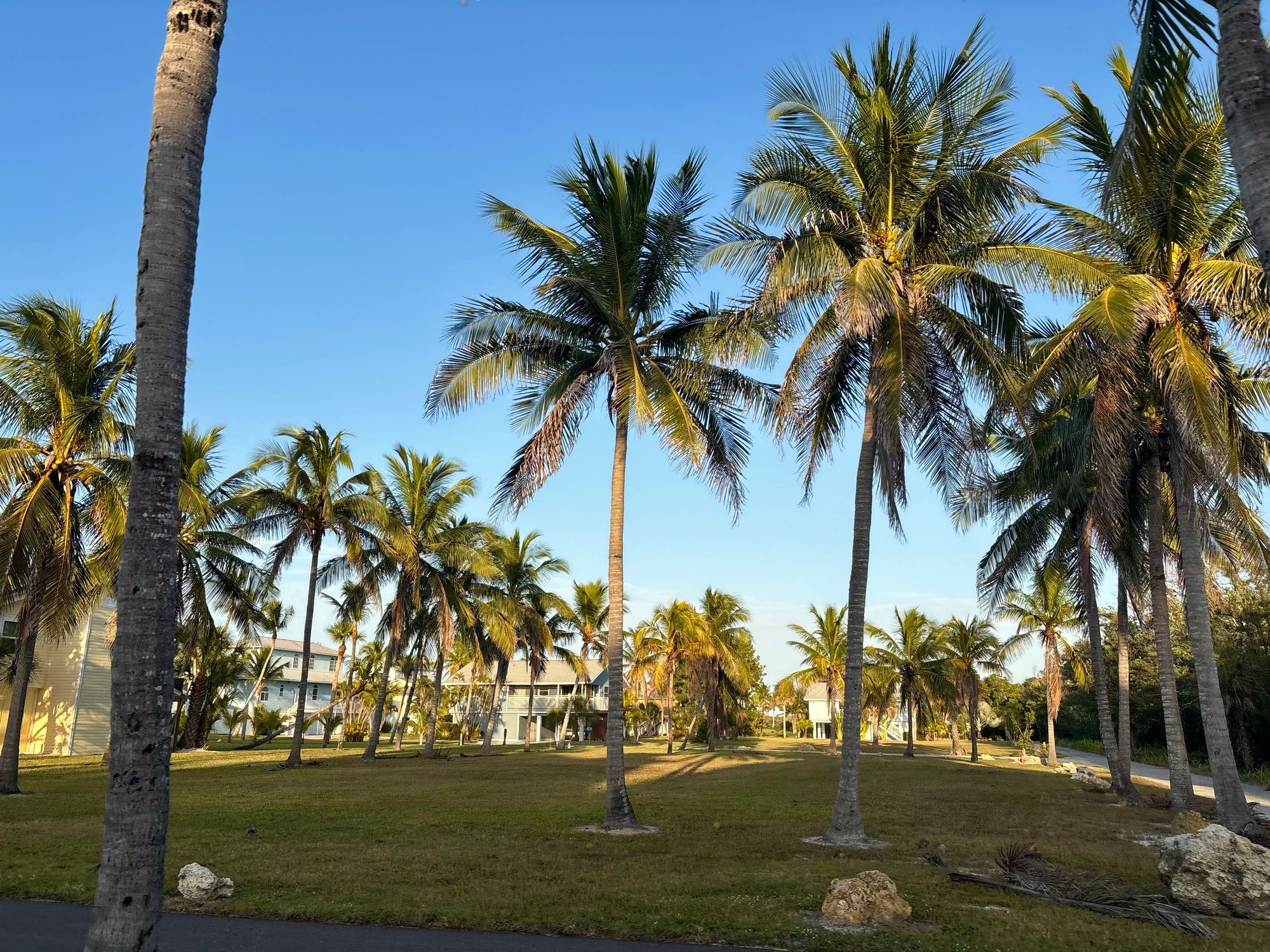 Florida residential neighborhood with palm trees